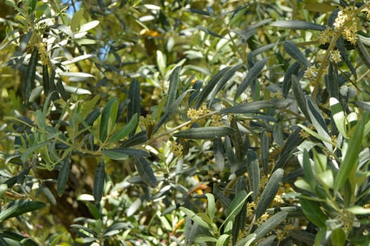 Background of olive leaves, flowering olive branches on a sunny day.