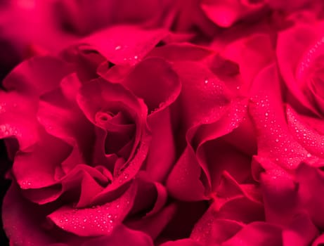 Background of red roses. Macro flowers backdrop for holiday brand design