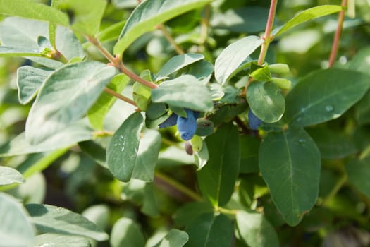 Blue ripe berries of honeysuckle on the branch