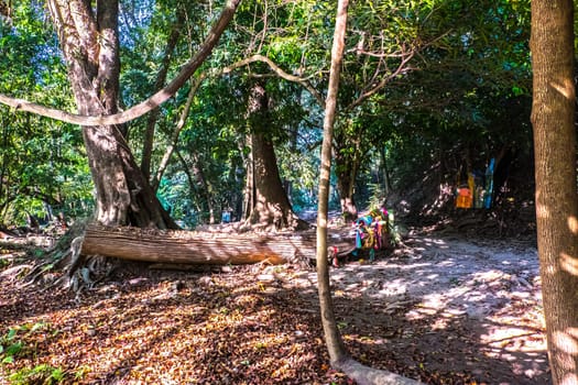 Vibrant, Green Forest With Lots Of Trees And Bushes And Fallen Log On The Ground