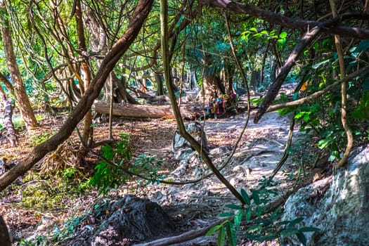 Vibrant, Green Forest With Lots Of Trees And Bushes And Fallen Log On The Ground