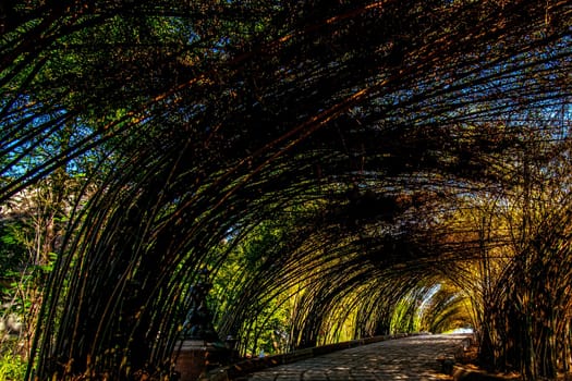 Bamboo tunnel and pavement walkway path in nature forest landscape