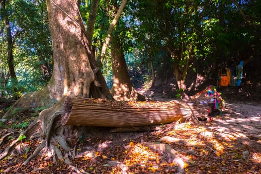 Vibrant, Green Forest With Lots Of Trees And Bushes And Fallen Log On The Ground