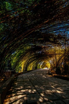 Bamboo tunnel and pavement walkway path in nature forest landscape