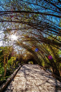 Bamboo tunnel and pavement walkway path in nature forest landscape