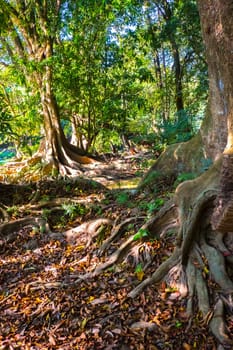 many big roots tree in the deep rain forest nature bakground