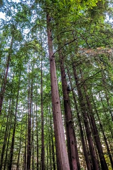 Looking Into Forest Canopy tree nature background