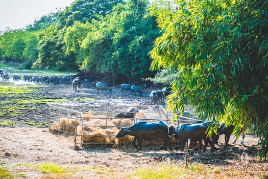 Asian Water Buffaloes  agriculture farm