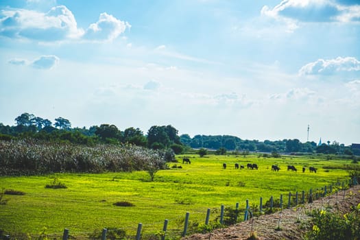 Asian Water Buffaloes  agriculture farm