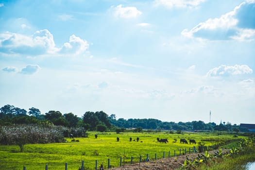 Asian Water Buffaloes  agriculture farm