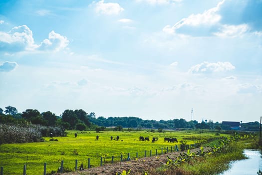 Asian Water Buffaloes  agriculture farm