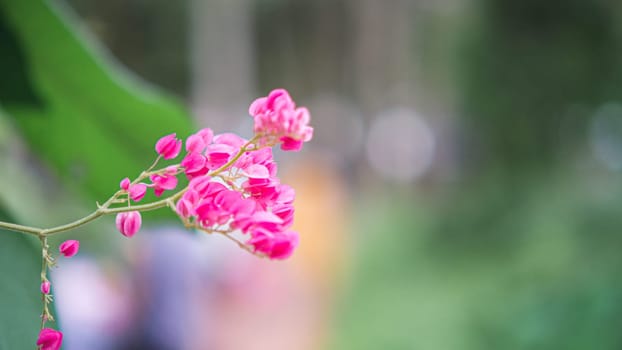 Selective focus Coral vine, Mexican creeper, Chain of love, Pink vine, Honolulu Creeper