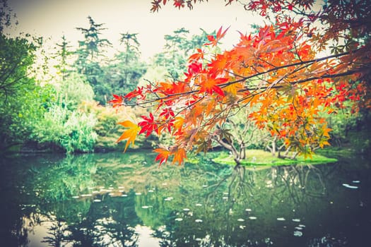 Autumn leaf in Front Lake Park in china nature background