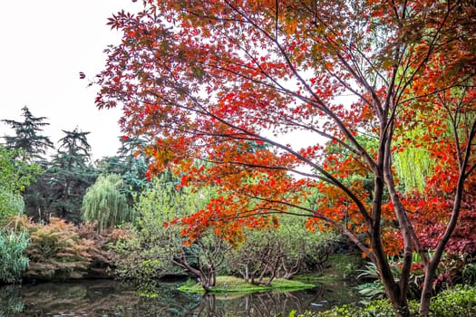 Autumn leaf in Front Lake Park in china nature background