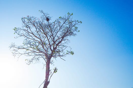 dried tree branches against blue autumn sky nature background