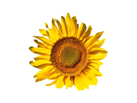 Blooming sunflower flower isolated on white background. Blooming Helianthus of the Asteraceae family. Agricultural plant. Helianthus annuus. Raw materials for sunflower oil.