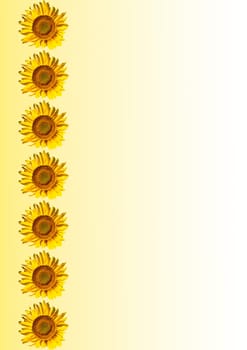 Template for text with flowers of blooming sunflowers. Blooming Helianthus of the Asteraceae family. Agricultural plant. Helianthus annuus. Raw materials for sunflower oil. Background image.