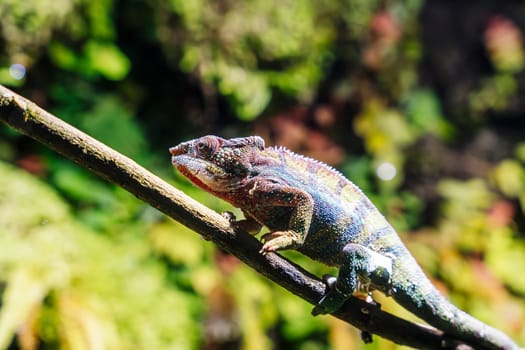 chameleon with rolling eyes in a terrarium close-up. A multicolored reptile with colorful skin. disguise and original vision. Exotic tropical pet