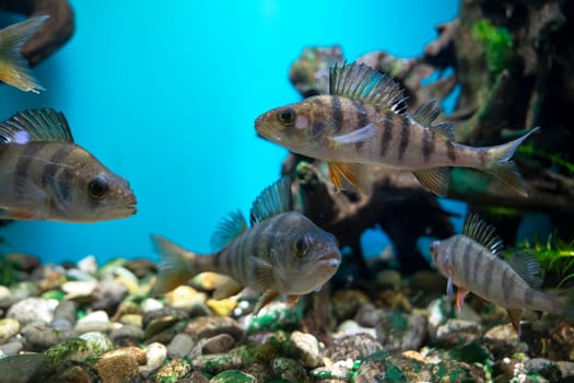 striped fish perch swim in the aquarium. Perca fluviatilis or common perch or European perch