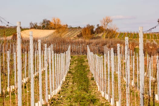 Rows of vines stand symmetrically side by side on a vineyard in Germany