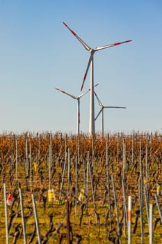 A vineyard landscape in Rhineland is dominated by huge wind turbines, Germany,