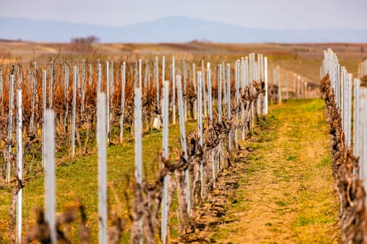 Vines and trellises on a vineyard with many vines form a vanishing point perspective