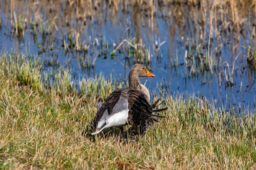 An injured duck stands on the shore of an idyllic pond, waiting for help or death