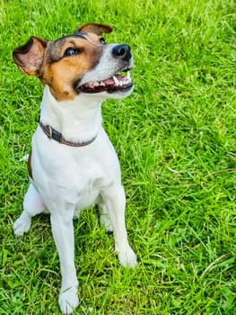 Jack Russell Terrier sitting in a field and smiling. Happy dog in a natural park