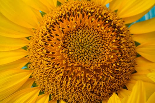 Sunflower flower close-up. Background of a sunflower flower. High quality photo