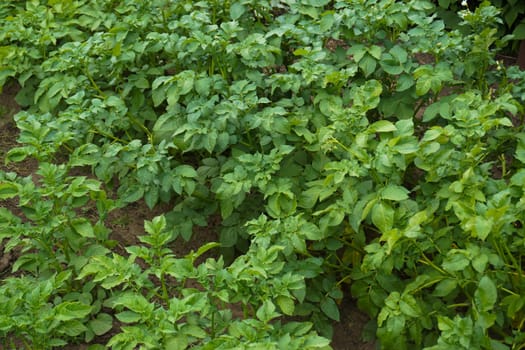 Potato bushes close-up. Background of potato bushes. High quality photo
