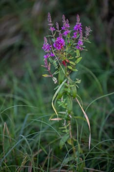 During the summer season, a medicinal plant called yarrow blooms in the wet meadows. A view of nature in all its glory.