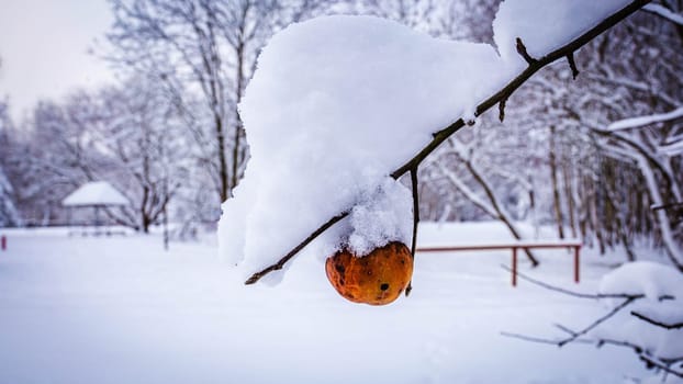 Rotten red-orange apple on a branch in winter under a layer of snow. High quality photo