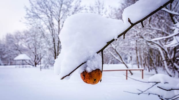 Rotten red-orange apple on a branch in winter under a layer of snow. High quality photo