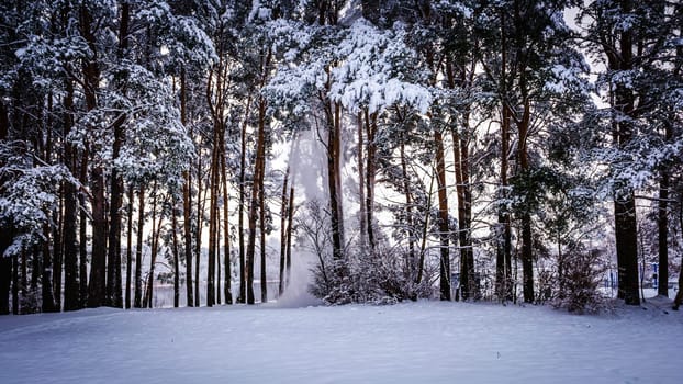 Snow falls under its weight down from pine branches in a clearing on a bright winter day. High quality photo