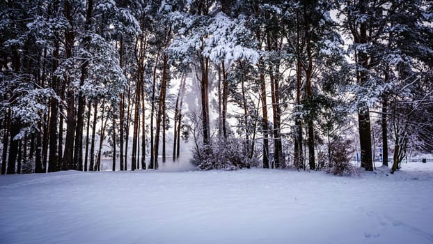 Snow falls under its weight down from pine branches in a clearing on a bright winter day. High quality photo