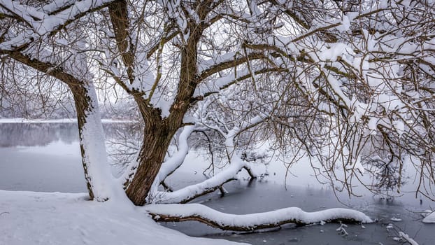 Sprawling trunk of a tree growing on the shore of a lake, covered with a layer of snow of white untouched snow. High quality photo