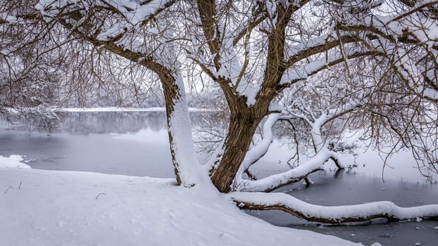 Sprawling trunk of a tree growing on the shore of a lake, covered with a layer of snow of white untouched snow. High quality photo