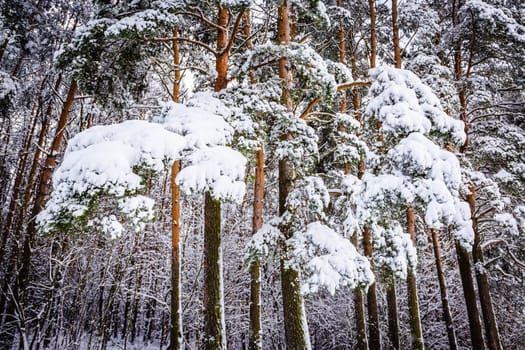 View of the forest, where pine branches are covered with large ones under a layer of pure white snow on a bright winter day. High quality photo