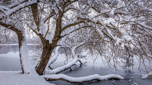 Sprawling trunk of a tree growing on the shore of a lake, covered with a layer of snow of white untouched snow. High quality photo