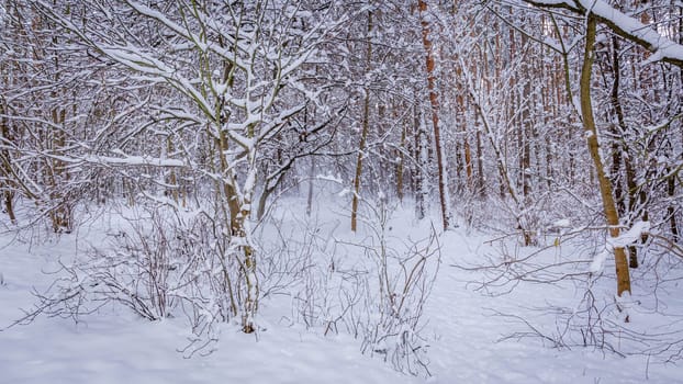 Thicket of forests, bushes, trees, earth, everything is completely covered with pure white snow. High quality photo