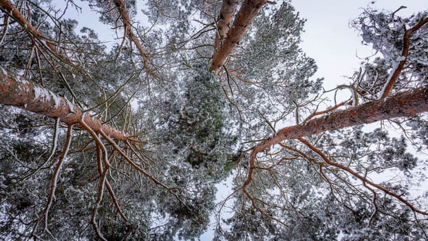 Snow-capped pine tops, bottom view between tall trunks and clear sky. High quality photo