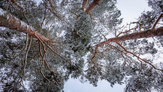 Snow-capped pine tops, bottom view between tall trunks and clear sky. High quality photo