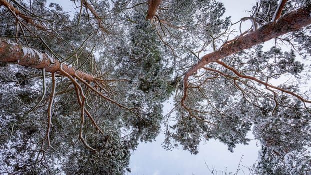 Snow-capped pine tops, bottom view between tall trunks and clear sky. High quality photo