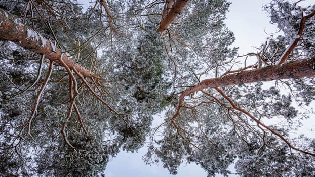 Snow-capped pine tops, bottom view between tall trunks and clear sky. High quality photo