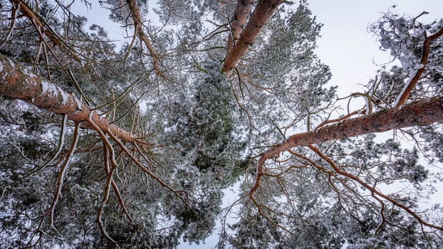 Snow-capped pine tops, bottom view between tall trunks and clear sky. High quality photo