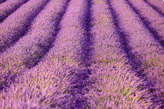 The mesmerizing view of a lavender field, where flawlessly arranged rows with the enchanting landscape of beauty and serenity.