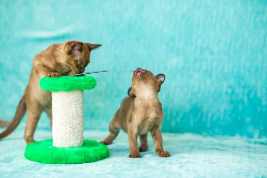 Young domestic kittens of Burmese breed, brown, play with a toy on a stand in a city apartment building. Natural habitat. A happy pet.