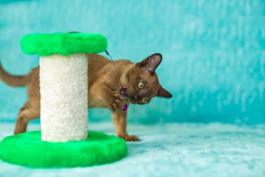 Young domestic kittens of Burmese breed, brown, play with a toy on a stand in a city apartment building. Natural habitat. A happy pet.