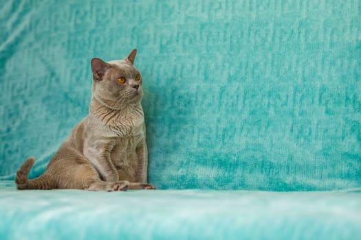 A domestic male Burmese cat, gray with yellow eyes, in a city apartment building. Natural habitat. A happy pet.