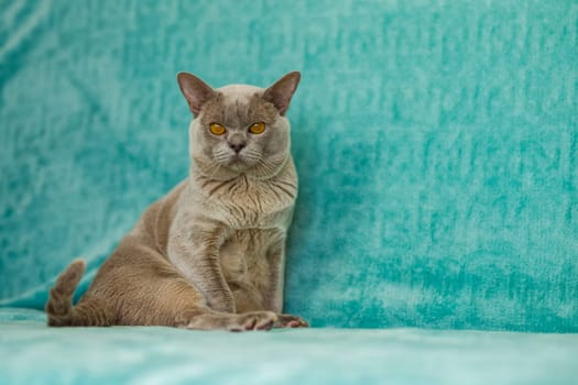 A domestic male Burmese cat, gray with yellow eyes, in a city apartment building. Natural habitat. A happy pet.